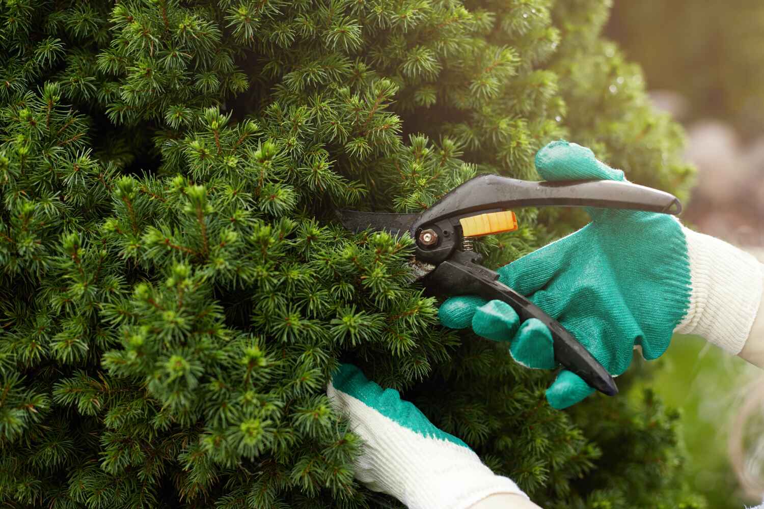 Best Tree Care Services  in Elsberry, MO